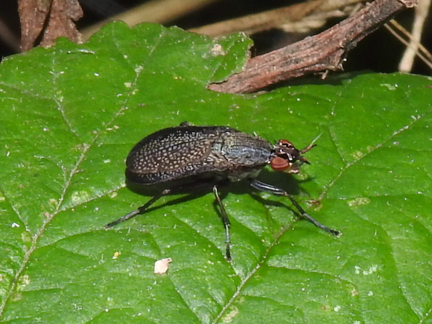 Coremacera marginata