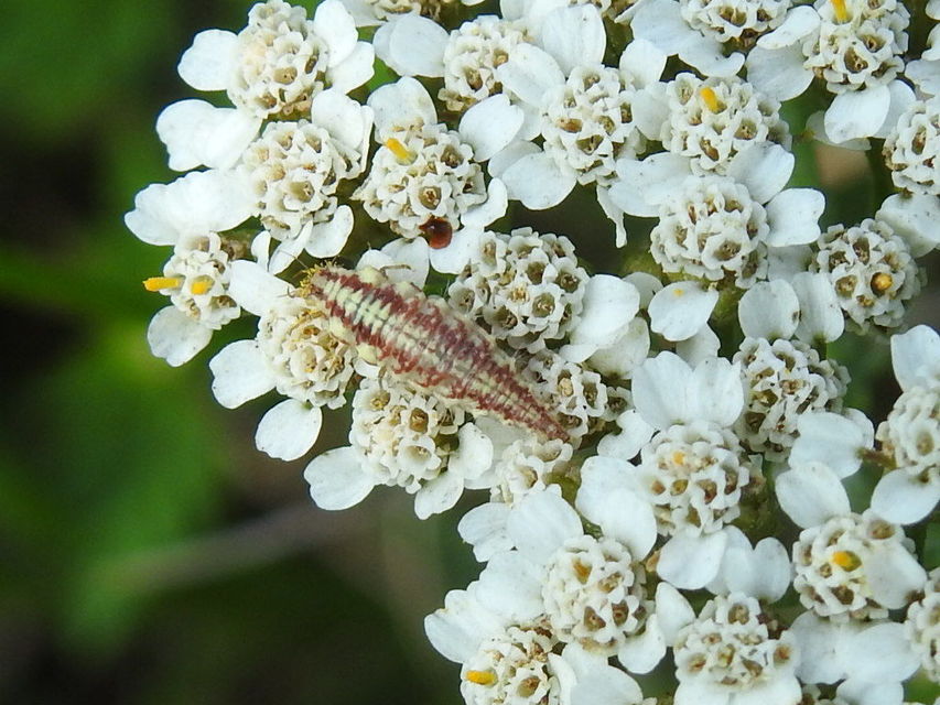 Chrysopidae - zöldfátyolkák