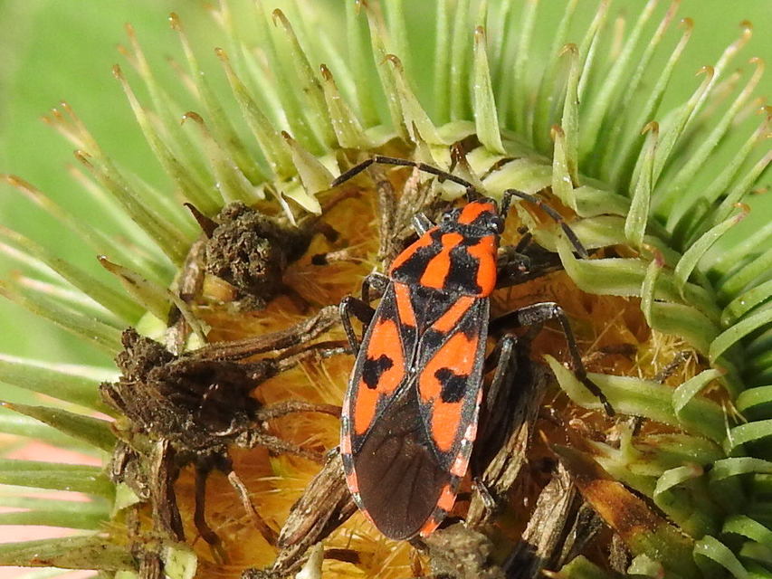 Spilostethus saxatilis - virágbodobács