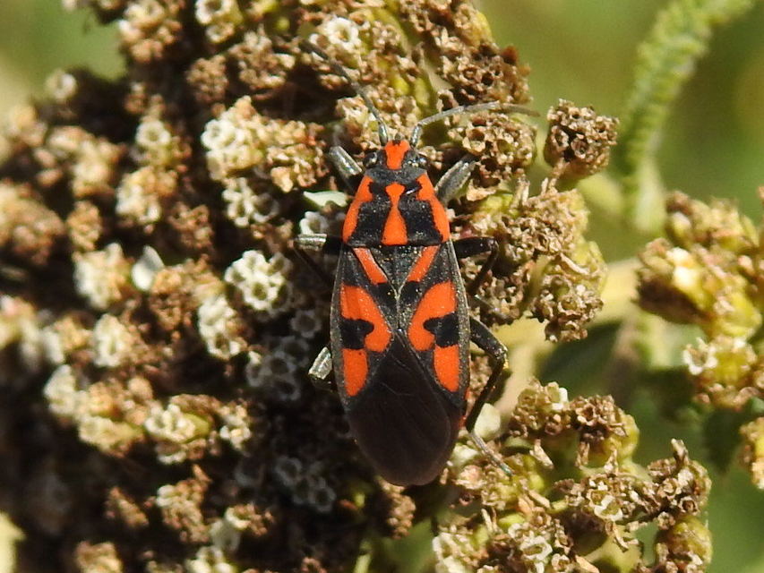 Spilostethus saxatilis - virágbodobács