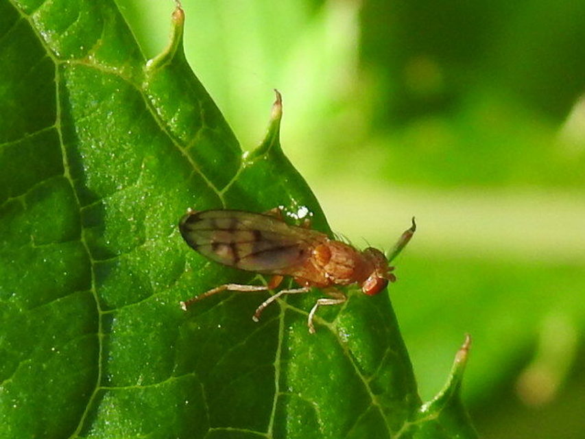 Opomyza florum
