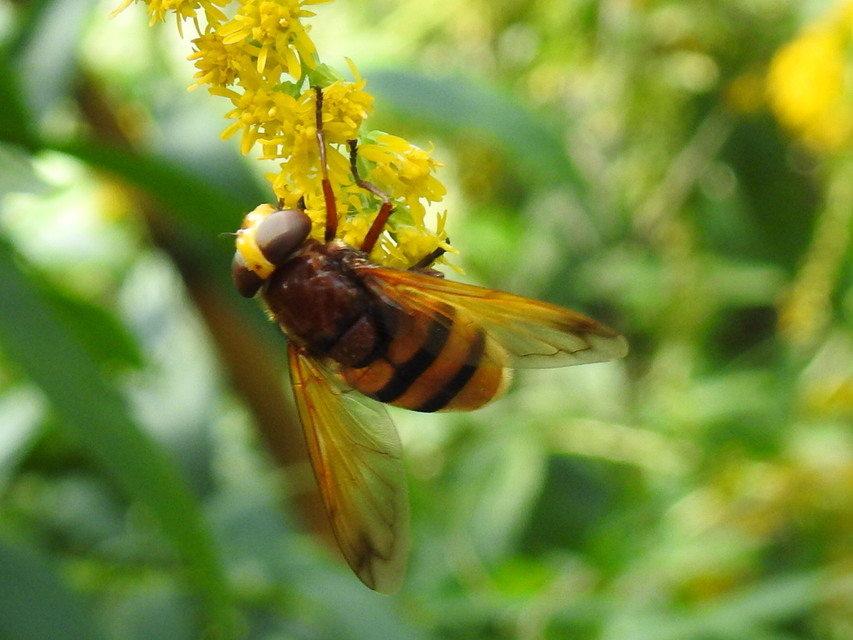 Volucella zonaria - kétöves pihelégy