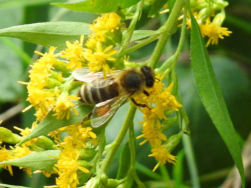 Apis mellifera - háziméh