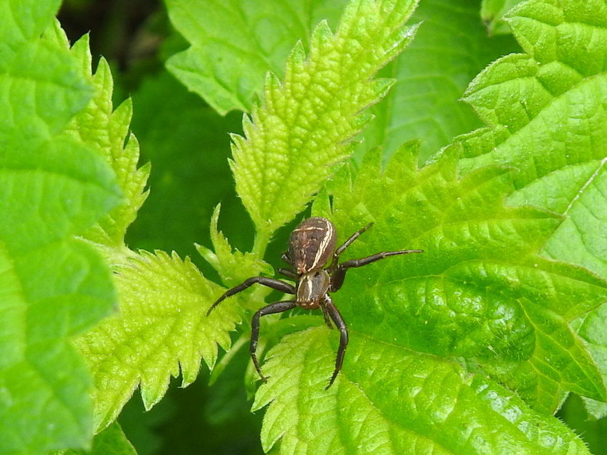 Xysticus ulmi - cserje-karolópók