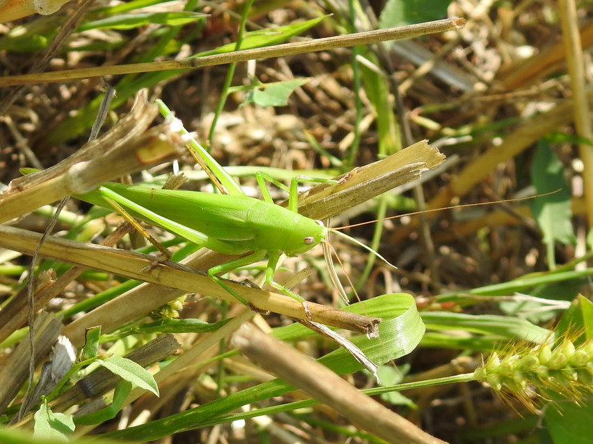 Ruspolia nitidula - nagy kúpfejűszöcske