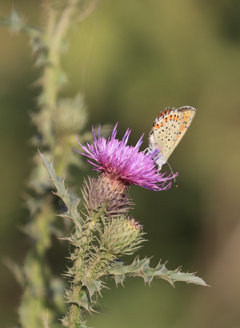 Lycaena thersamon - kis tűzlepke