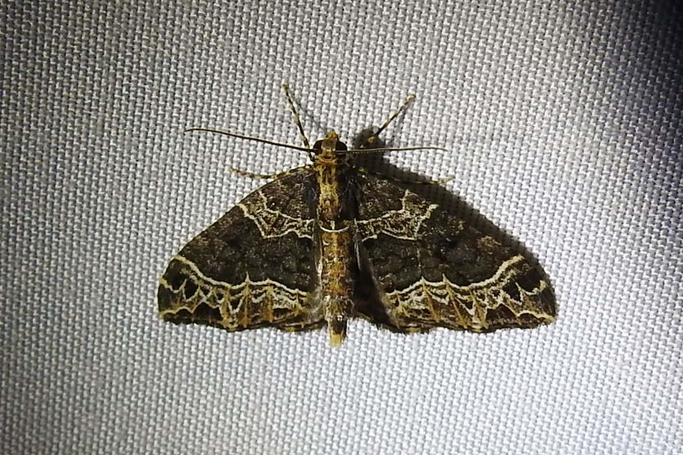Ecliptopera silaceata - barna tarkaaraszoló
