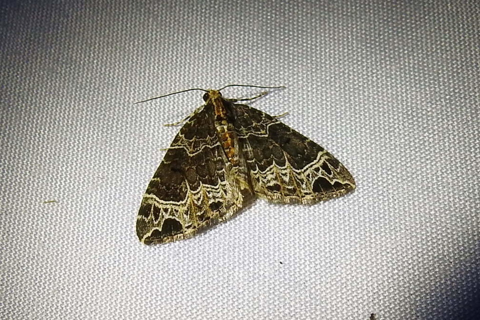 Ecliptopera silaceata - barna tarkaaraszoló