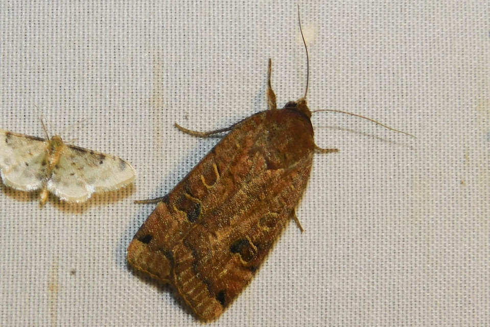 Noctua orbona - foltos sárgafűbagoly