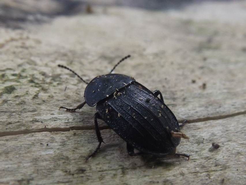 Phosphuga atrata - bordás csigarabló