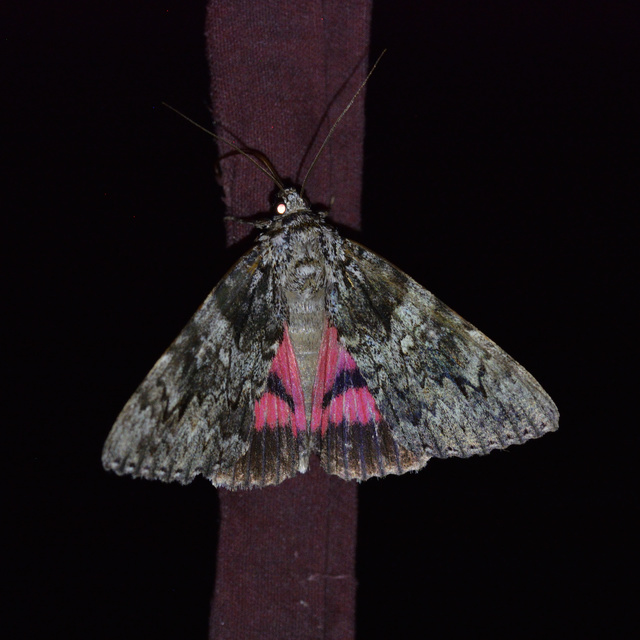 Catocala promissa - kis tölgyfa-övesbagoly