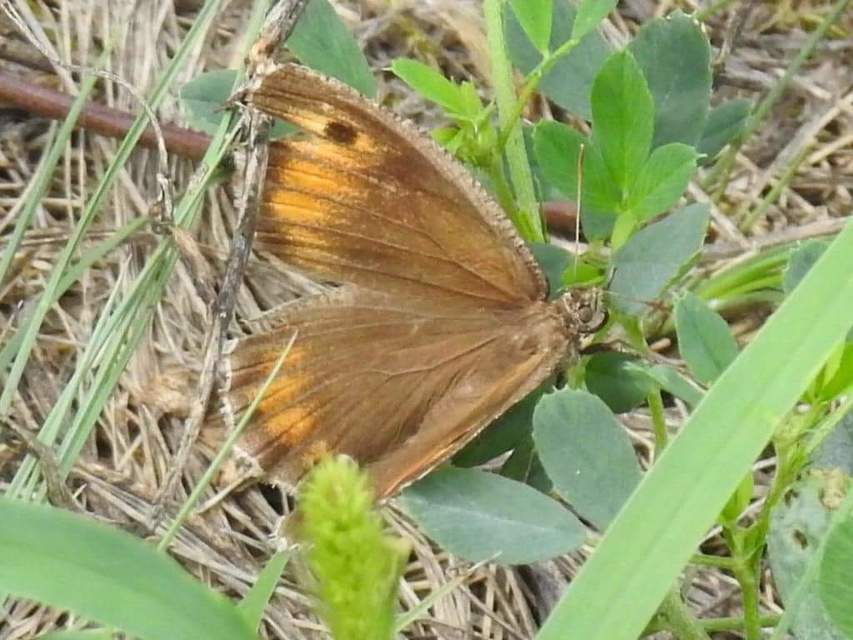Arethusana arethusa - közönséges szemeslepke