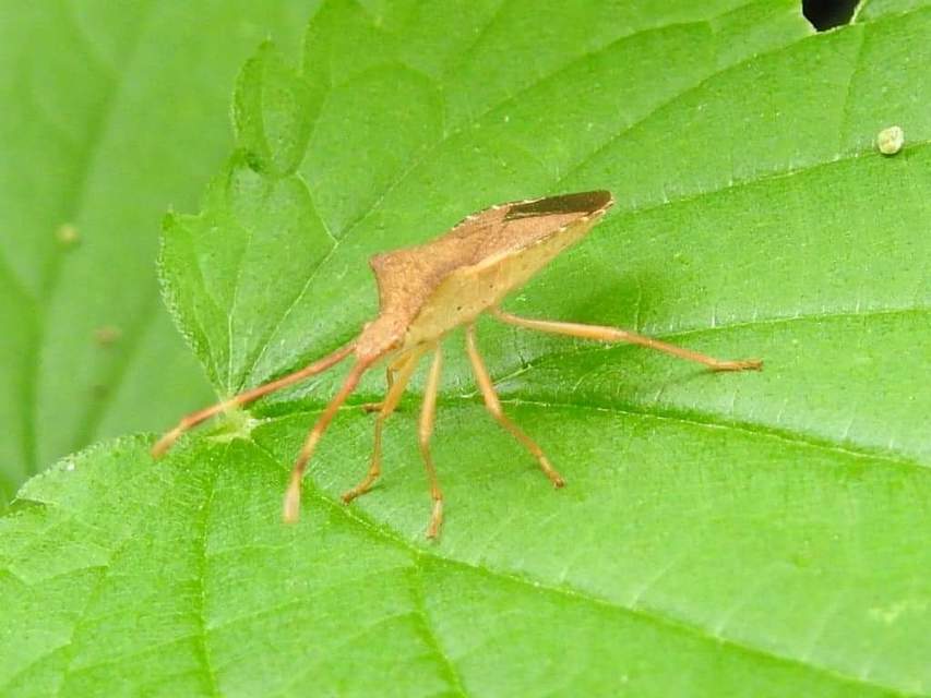 Gonocerus acuteangulatus - aranypetés karimáspoloska