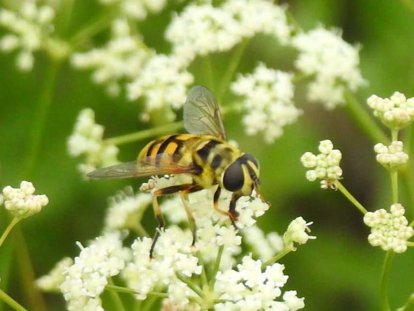 Myathropa florea - halálfejes odúlégy