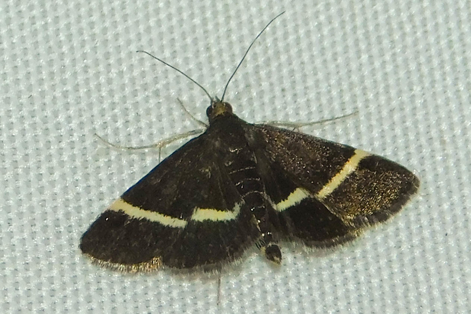 Pyrausta rectefascialis - lengyel kormosmoly