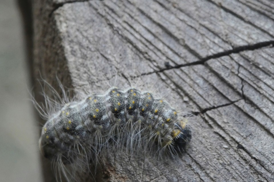 Acronicta megacephala - nagyfejű szigonyosbagoly