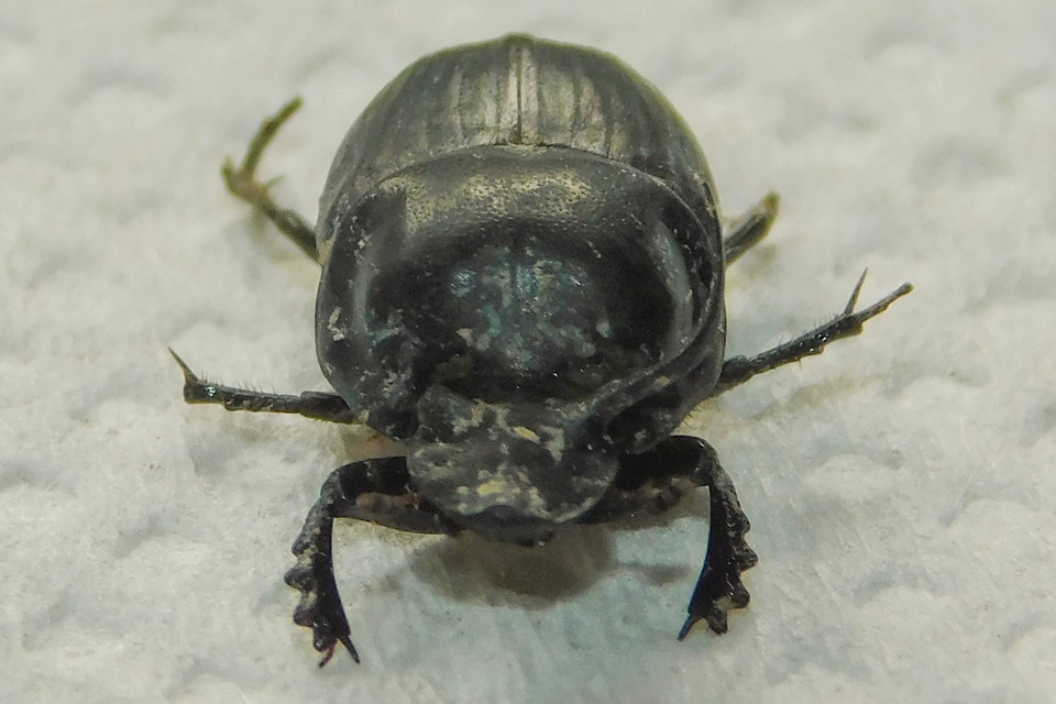 Onthophagus taurus - szarvas trágyatúró