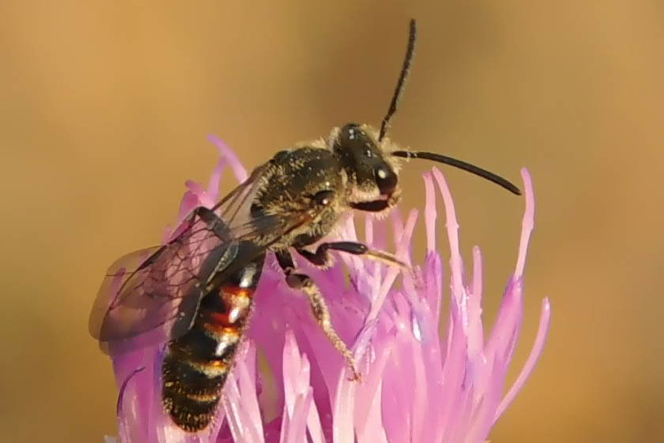 Lasioglossum