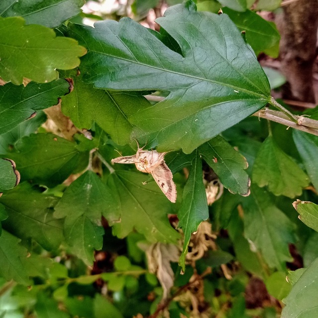 Helicoverpa armigera - kukorica-veteménybagoly