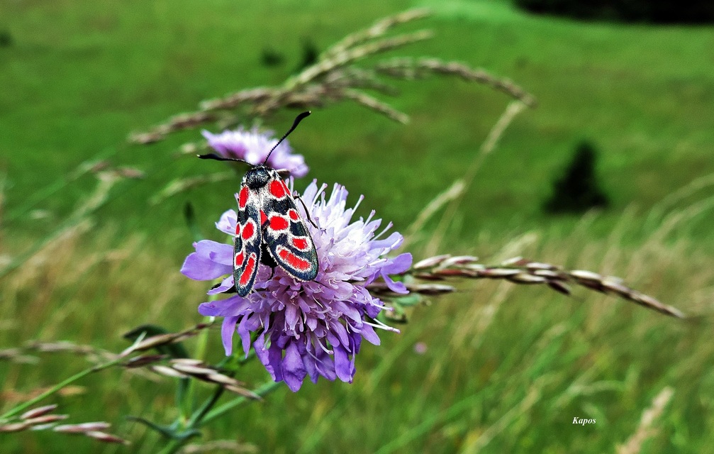 Zygaena carniolica - fehérgyűrűs csüngőlepke