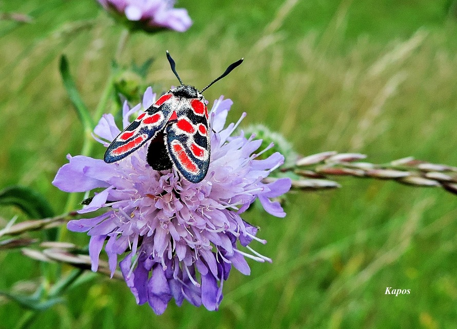 Zygaena carniolica - fehérgyűrűs csüngőlepke