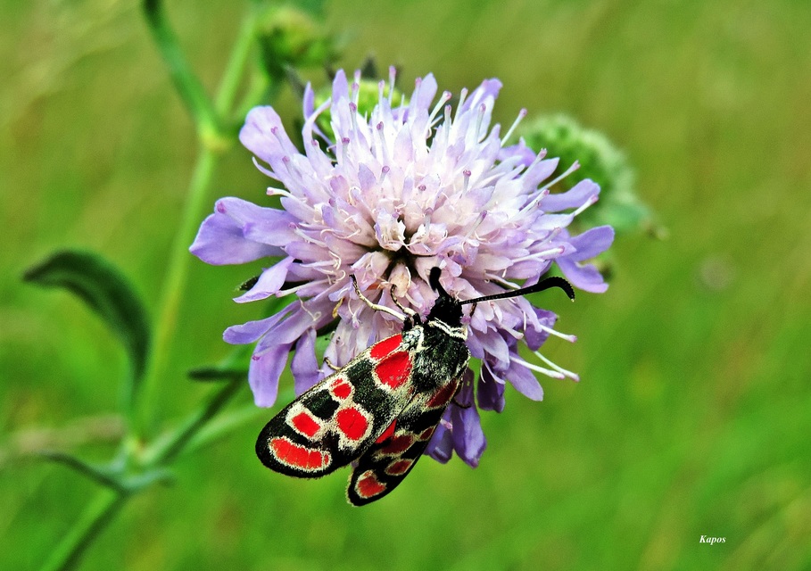 Zygaena carniolica - fehérgyűrűs csüngőlepke