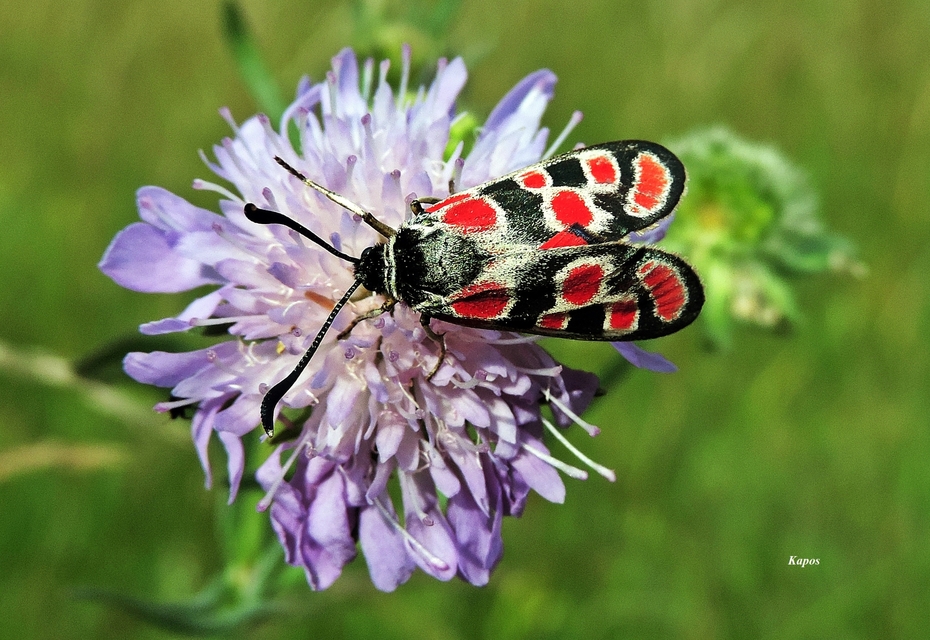 Zygaena carniolica - fehérgyűrűs csüngőlepke