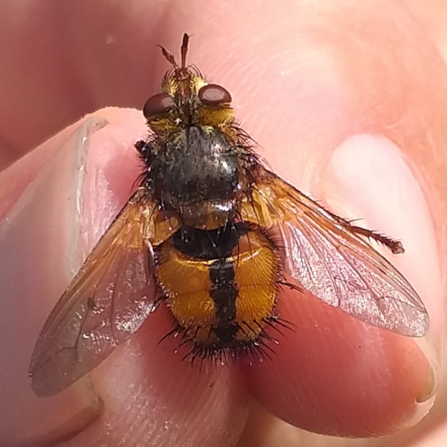 Tachina fera - közönséges fürkészlégy