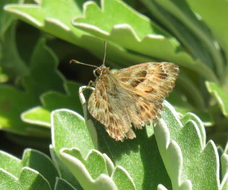 Carcharodus alceae - mályva-busalepke