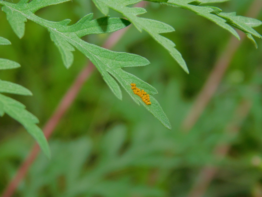 Ophraella communa - parlagfű-olajosbogár