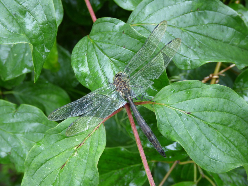 Somatochlora meridionalis - déli smaragdszitakötő