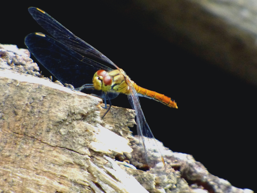 Sympetrum sanguineum - vörös katona-szitakötő Sympetrum sanguineum - vörös katona-szitakötő