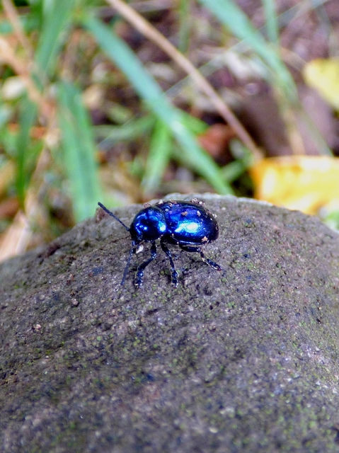 Chrysochus asclepiadeus - tündöklő méreggyiloklevelész