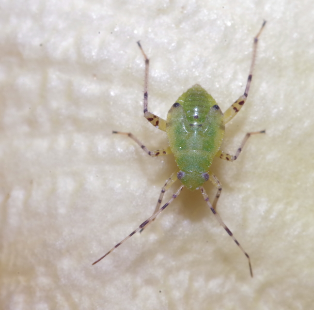 Heteroptera - Poloskák