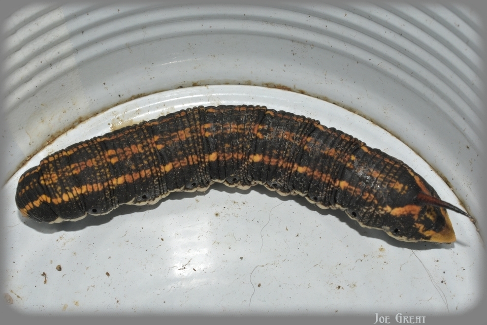 Agrius convolvuli - szulákszender