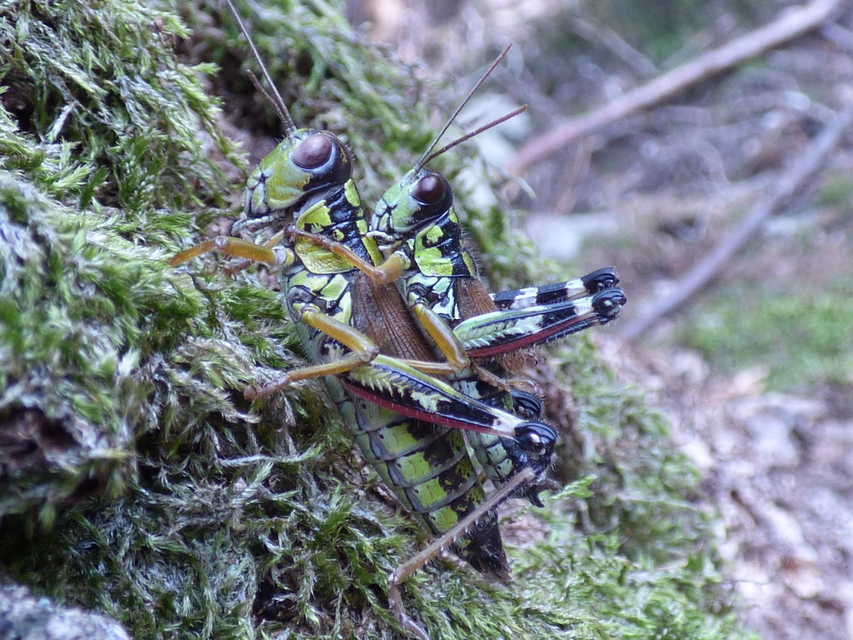 Miramella alpina - alpesi sáska