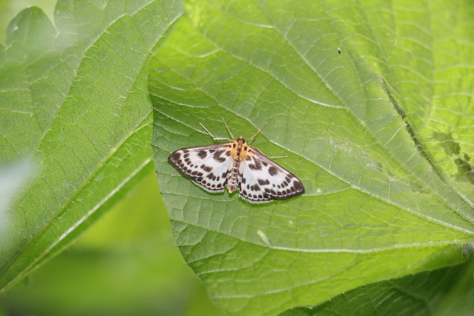 Anania hortulata - tarka csalánmoly