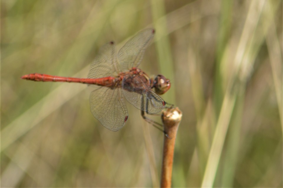 Sympetrum vulgatum - barkós katona-szitakötő
