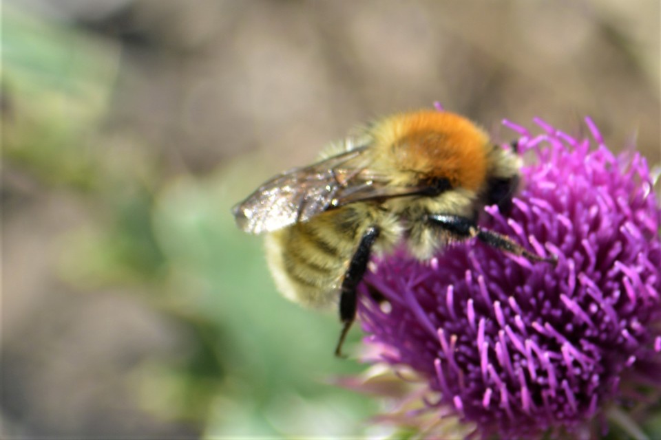 Bombus muscorum - sárga poszméh