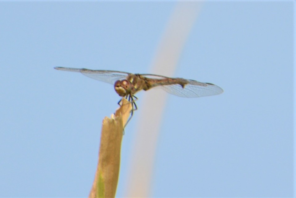 Sympetrum vulgatum - barkós katona-szitakötő