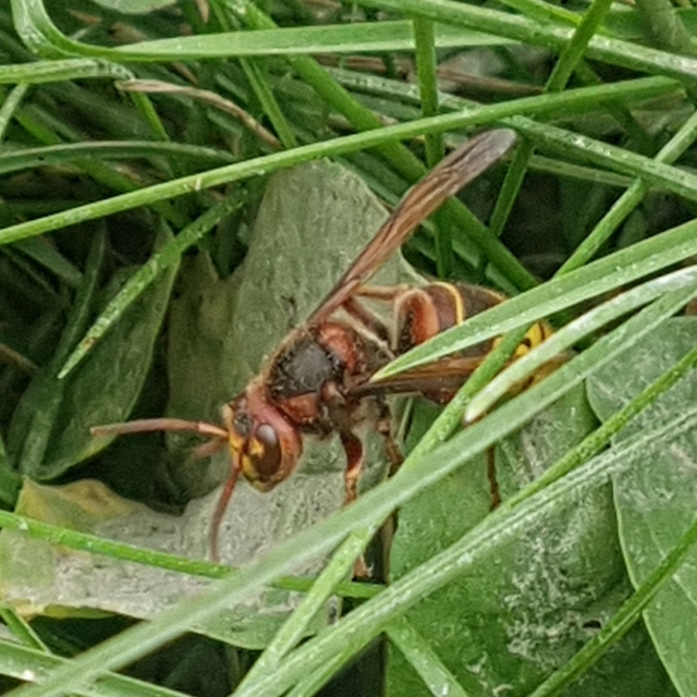 Vespa crabro - lódarázs