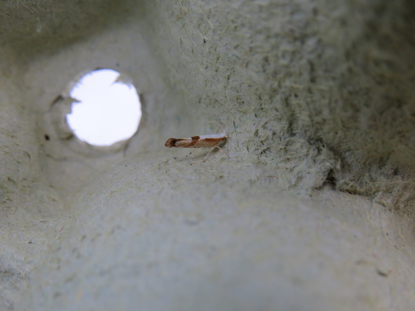 Argyresthia