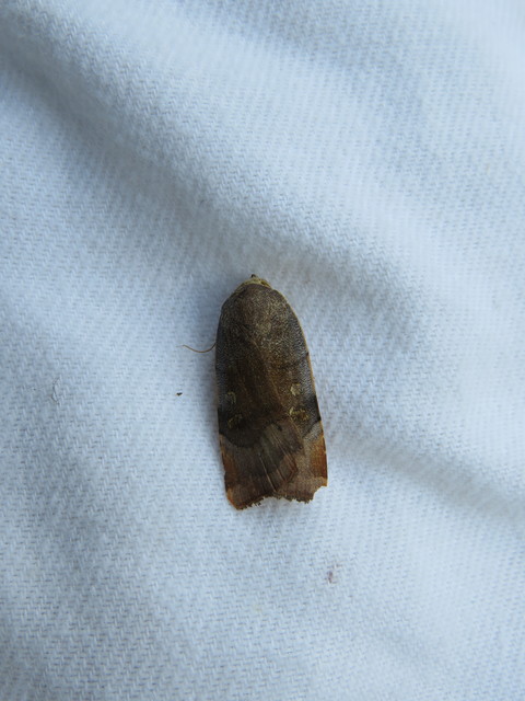 Noctua janthe/janthina