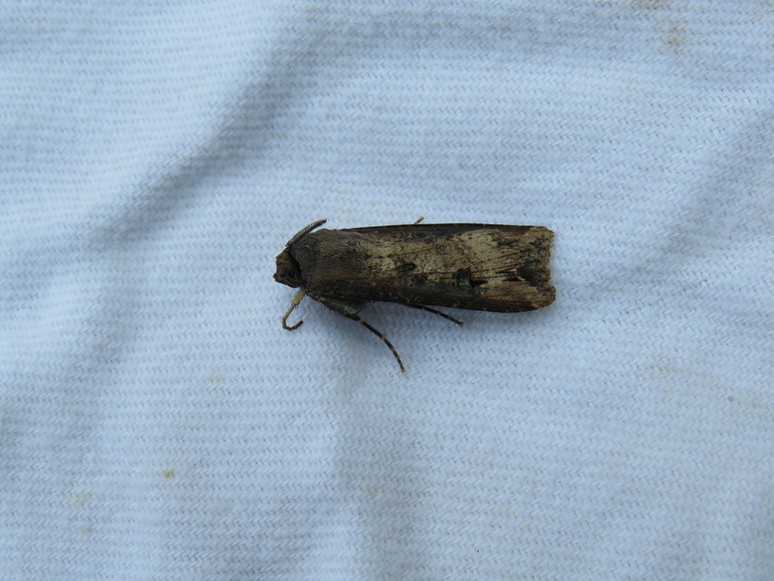 Agrotis ipsilon - nagy földibagoly