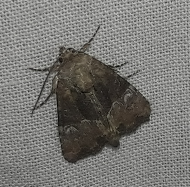 Mesoligia furuncula - kétszínű dudvabagoly