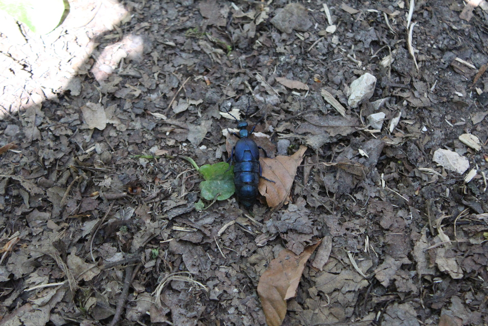 Meloe violaceus - kék nünüke