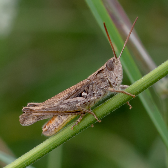 Chorthippus mollis - halk tarlósáska