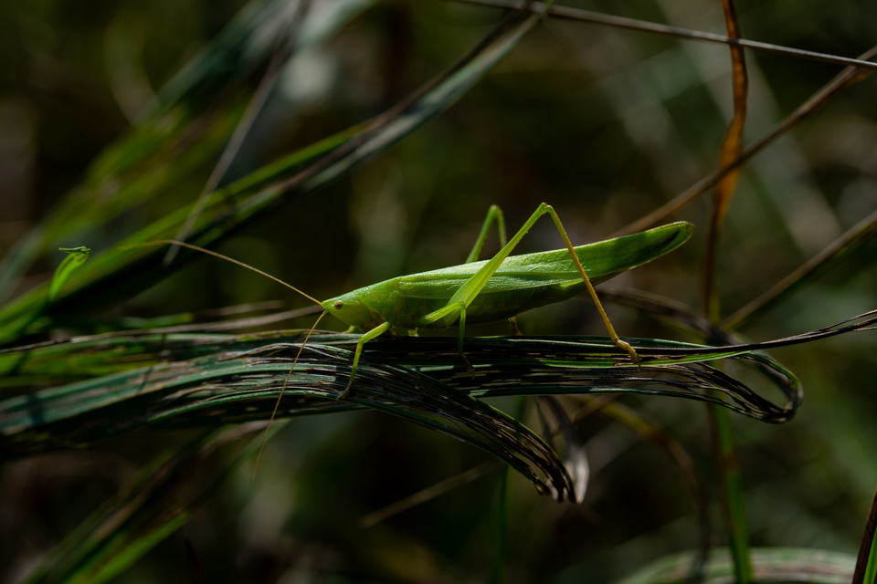Ruspolia nitidula - nagy kúpfejűszöcske