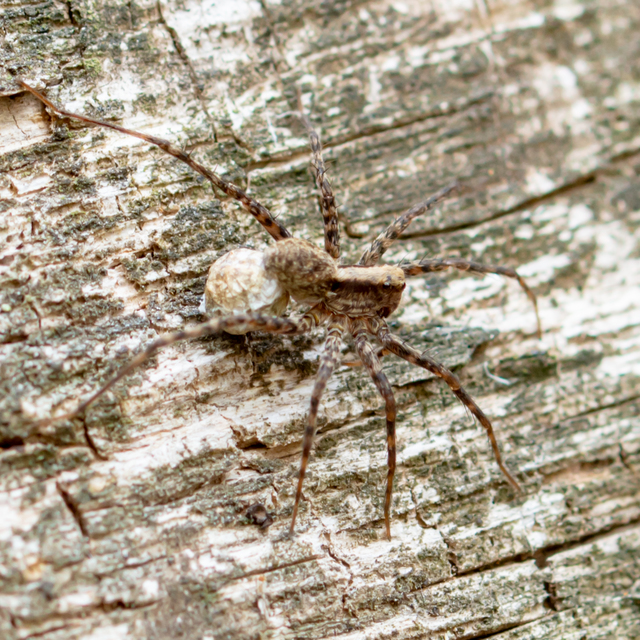 Pardosa alacris/lugubris