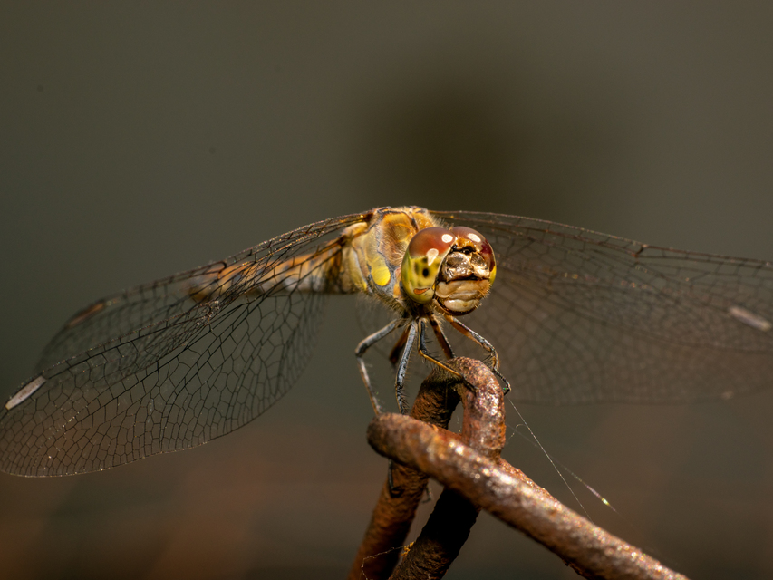 Sympetrum striolatum - harántsávos katona-szitakötő